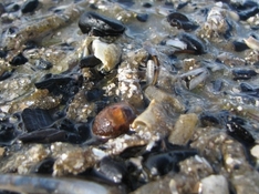 Bernstein am Strand